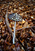 la Riserva Naturale di Monte Rufeno, Acquapendente. Coprinus atramentarius (fungo dell'inchiostro) in passato veniva usato per la produzione dell'inchiostro.